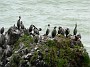 3.5- Cormorans